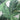 Quatropi 2 Green Banana Leaves Outdoor Cushions 45cm