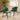 Quatropi 8 Seat Live Edge Stained Solid Wooden Dining Table & Chairs Set Green