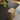 Quatropi Large Modern Square Black Coffee Table Premium Black Oak Gold 100cm