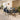 Quatropi Modern Glass Pedestal Table & Petrol Blue Carver Chairs - 6 Seater Dining Set