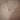 Quatropi OLIVE-MND-3515-WHITE+8X-WILLOW-NC-181-TAUPE