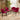 Quatropi Set of 4 Contemporary Velvet Dining Chairs Berry Red Fabric Black Legs