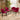 4 Zoe Velvet Dining Chairs Berry Red