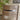 Quatropi Basset Padded Wooden Dining Chair Cream (KIT PART 1CHAIR)