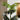 Quatropi Quatropi Artificial Plant & Handmade Pot 200cm - Tall Monstera Cheese Plant