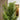 Quatropi Quatropi Artificial Plant & Handmade Pot 205cm - Tall Fern Plant